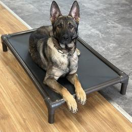 Meira - Sable female German Shepherd puppy in Herkimer, New York from Render Kennels