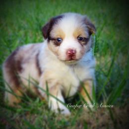 Miniature Australian Shepherd and Toy Australian Shepherd Puppies from Cooper Creek Aussies