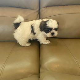 Dash - Black white and silver male Shih Tzu puppy in Riverhead, New York from Eastern Long Island Shih Tzu