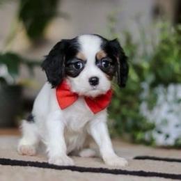 Sawyer - Tri-color male Cavalier King Charles Spaniel puppy in West Sacramento, California from Autumn Nightz Cavaliers
