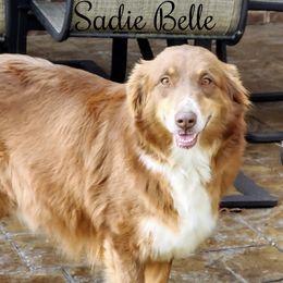 Sadie - Australian Shepherd