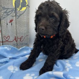 Cockapoo, Goldendoodle, and Maltipoo Puppies from Loris Pampered Pooches💕