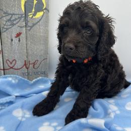 Cockapoo, Goldendoodle, and Maltipoo Puppies from Loris Pampered Pooches💕