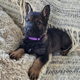 Plum - Sable female German Shepherd puppy in Harwood, Maryland from Reddington Shepherds
