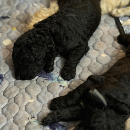 Goldendoodle Puppies from Mayberry Doodles and Poodles