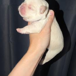 Purple collar - Cream female French Bulldog puppy in Port Charlotte, Florida from Cloud Nine Ranch Bullies