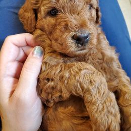 Goldendoodle Puppies from Desert Dream Doodles