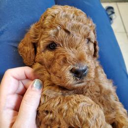 Goldendoodle Puppies from Desert Dream Doodles