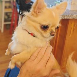 Cocoa - Chihuahua
