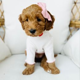 Relay - Red  female Goldendoodle puppy in Sterling, Illinois from Charley's Goldendoodles