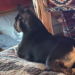 French Bulldog All Grown Up from Calamity Jane French Bulldogs