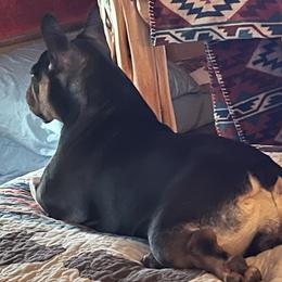 French Bulldog All Grown Up from Calamity Jane French Bulldogs