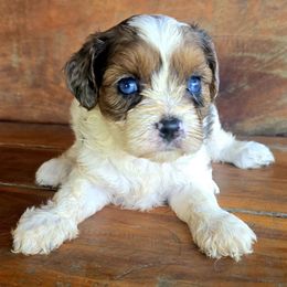 Tacori - Merle female Cavapoo puppy in Lebanon, Kentucky from Mosaic Merle Doodles