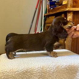 Enzo - Chocolate and cream male Dachshund puppy in Stilwell, Oklahoma from Mountain Top Dachshunds