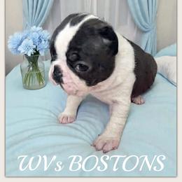 Goose - Black and white male Boston Terrier puppy in North Central, Vermont from Windy Valley’s Bostons
