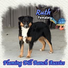 Ruth - Black tri female Miniature Australian Shepherd puppy in Forestburg, Texas from Flaming Dill Ranch Aussies