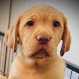 Poppy-Pink Collar - Yellow female Labrador Retriever puppy in Penn Valley, California from Pleasant Valley Creekside Ranch, LLC