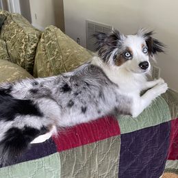 Dusty - Miniature Australian Shepherd