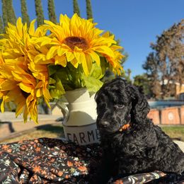 Orange collar girl - Black female Poodle puppy in Hesperia, California from Whitesock Standard Poodles