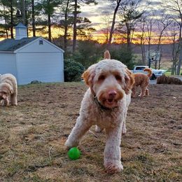 Australian Labradoodle Puppies from Forest Hill Labradoodles