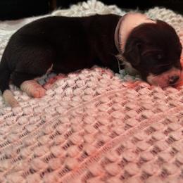 Feeny - Mantle male Great Dane puppy in Liberty, New York from Catskills Greatest Danes