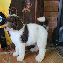 Aussiedoodle and Poodle Puppies from Waterford Doodle Farm