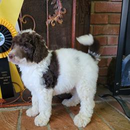 Aussiedoodle and Poodle Puppies from Waterford Doodle Farm