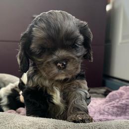 Grey speckle - Black white and tan female Cocker Spaniel puppy in Hayward, California from Villa Coco