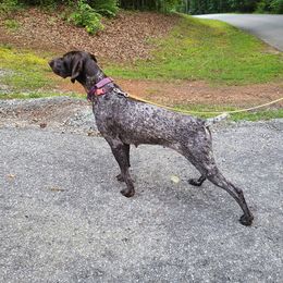 Duchess - German Shorthaired Pointer