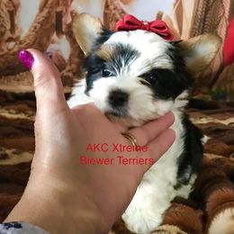 Hotshots girl - Black tan and white female Biewer Terrier puppy in Jonestown, Pennsylvania from AKC Xtreme Biewer Terriers...