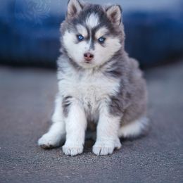 Pomsky Puppies from Southpaw Pomskies