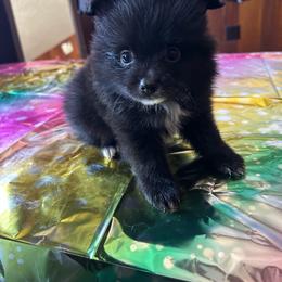 Mickey - Black male Pomeranian puppy in Sout Gate, California from My Heavenly Poms