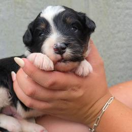 Bourbon - Black tri-color male Aussiedoodle puppy in Lithia, Florida from Waterford Doodle Farm
