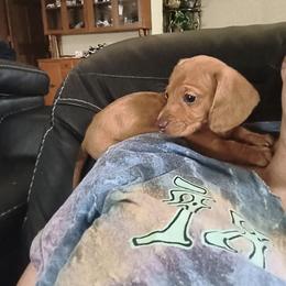 Clover - Dapple female Dachshund puppy in Opelika, Alabama from Dachshund Darlins