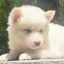 Gali - White male Siberian Husky puppy in Woodlawn, Virginia from Delta Huskies
