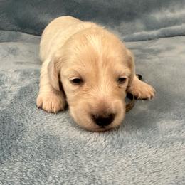 Milkshake - Cream male Dachshund puppy in Memphis, Tennessee from River City Doxies