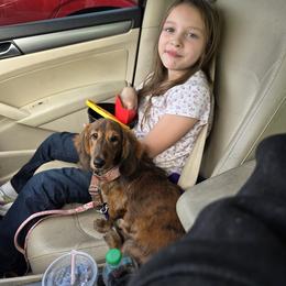 Brittany and Dachshund Puppies from Township Line Dachshunds & Brittanys