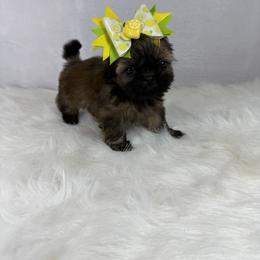 Godiva - Chocolate female Shih Tzu puppy in Columbia, Kentucky from Lisa Bandy Luxe Shih Tzu