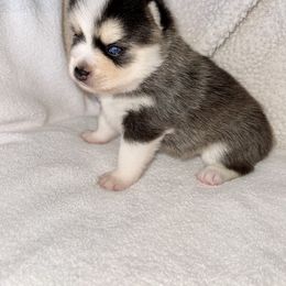 Pomsky Puppies from Sterling Pomskies