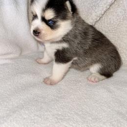 Pomsky Puppies from Sterling Pomskies