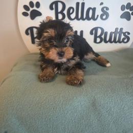 Dexx - Black and tan male Yorkshire Terrier puppy in Clermont, Florida from Bella's Prissy Butts