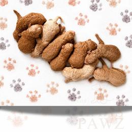 Aussiedoodle, Cavapoo, Goldendoodle, and Newfypoo Puppies from Haaspawz