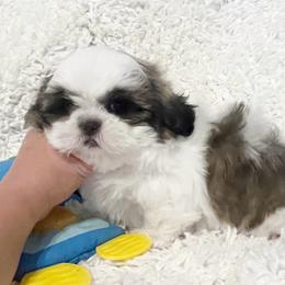 AKC Sofie - Tricolor female Shih Tzu puppy in Greenville, South Carolina from Babyface Shih Tzu