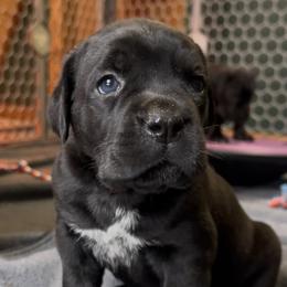 Cane Corso Puppies from Arcana Cane Corso
