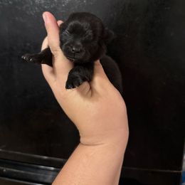 Midnight - Black male Pomeranian puppy in Ector, Texas from BB Pomeranians
