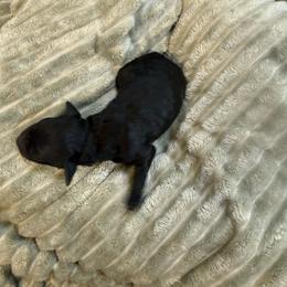 Dax - Silver male Poodle puppy in Azle, Texas from Texas Kissed K9s
