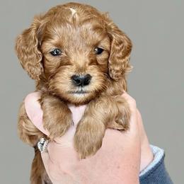 Gray boy - Red  male Goldendoodle puppy in Kitsap County, Washington from Amazing Grace Doodles