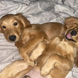 Golden Retriever Puppies from DeClercks Goldens