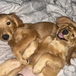Golden Retriever Puppies from DeClercks Goldens