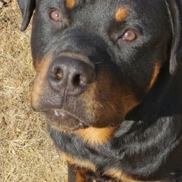 Rottweilers from Joseph Cole's Rottweilers